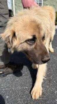 Anatolian Shepherd and Pyrenean Shepherd Dogs Available for Adoption in Maryville, Tennessee - Nicko | PetCurious