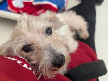 Tommy -  Terrier Dog for Adoption in Portland, Oregon - Tommy | PetCurious