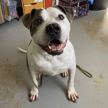 Rescue Pit Bull Terrier Dogs for Adoption in Austin, Texas - Dewey | PetCurious