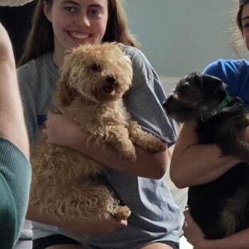 Poodle and Shih Tzu Dogs Available for Adoption in Loves Park, Illinois - Moony | PetCurious