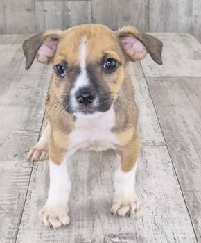 Dominic -  Mixed Breed Dog for Adoption in Shreveport, Louisiana - Dominic | PetCurious