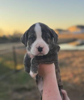 Mixed Breed Dogs Available for Adoption - Mo | PetCurious