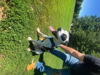 Dior -  Boxer and Mixed Breed Dog for Adoption in Reidsville, North Carolina - Dior | PetCurious