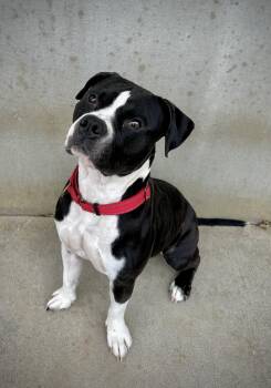 Meatloaf -  Pit Bull Terrier Dog for Adoption in Mason City, Iowa - Meatloaf | PetCurious