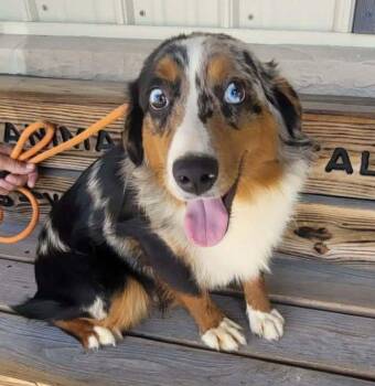 Australian Shepherd Dogs Available for Adoption in Saint Clairsville, Ohio - Orion | PetCurious