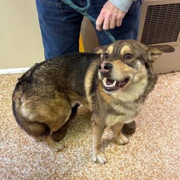 German Shepherd Dog Dogs Available for Adoption - Brim | PetCurious