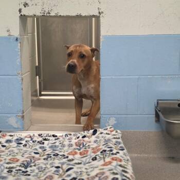 Duke -  Pit Bull Terrier Dog for Adoption in Chattanooga, Tennessee - Duke | PetCurious