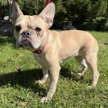 Courtney -  French Bulldog Dog for Adoption in Latrobe, Pennsylvania - Courtney | PetCurious