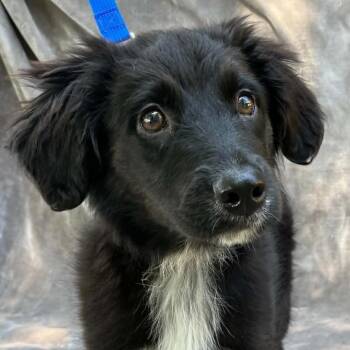 CT Ruby avail May 14 -  Australian Shepherd and Mixed Breed Dog for Adoption in Stormville, New York - CT Ruby Avail May 14 | PetCurious