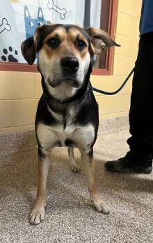 WILLOW -  German Shepherd Dog and Pit Bull Terrier Dog Available for Adoption in Blythe, California - WILLOW | PetCurious