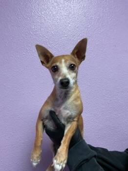 Chihuahua and Mixed Breed Dogs Available for Adoption in El Paso, Texas - 60869531 | PetCurious