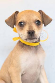 Jiggle: Pudding -  Chihuahua Dog for Adoption in Palo Alto, California - Jiggle: Pudding | PetCurious