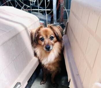 Chihuahua and Spaniel Dogs Available for Adoption in New York, New York - Gidget | PetCurious