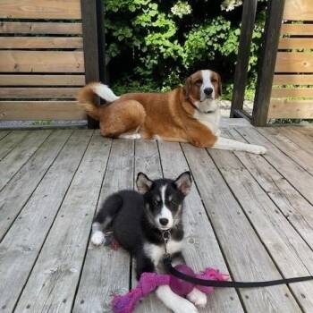 Mishka -  Husky and Shepherd Dog for Adoption in Cambridge, Ontario - Mishka | PetCurious