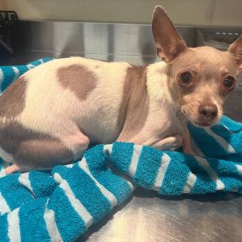 IVHS-Stray-140806 -  Chihuahua Dog for Adoption in San Gabriel, California - IVHS-Stray-140806 | PetCurious