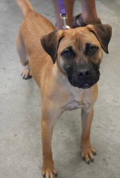 Kenzie -  Boxer and Mixed Breed Dog for Adoption in Bowling Green, Kentucky - Kenzie | PetCurious
