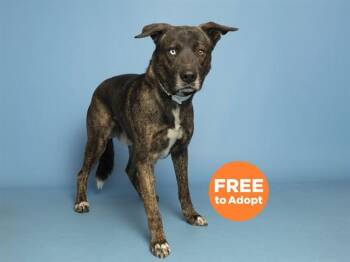 German Shepherd Dog Dogs Available for Adoption in Phoenix, Arizona - AXEL | PetCurious