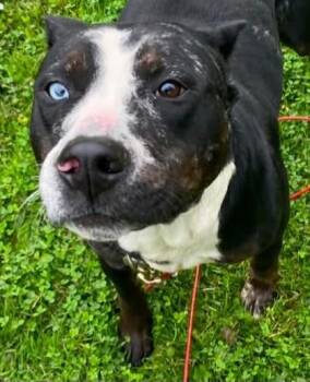 Koa -  Mixed Breed Dog for Adoption in Olean, New York - Koa | PetCurious