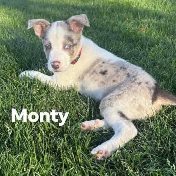 Border Collie and Husky Dogs Available for Adoption in Phoenix, Arizona - Monty | PetCurious