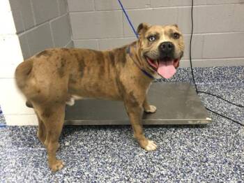 Pit Bull Terrier and Mixed Breed Dogs Available for Adoption - DRACO | PetCurious