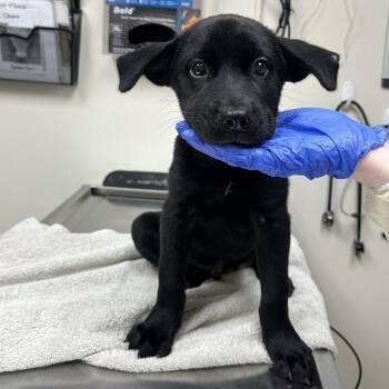 Ludo -  Black Labrador Retriever Dog for Adoption in Lakeland, Florida - Ludo | PetCurious