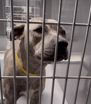 Rescue Pit Bull Terrier Dogs for Adoption in Cool, California - Penny Lane | PetCurious