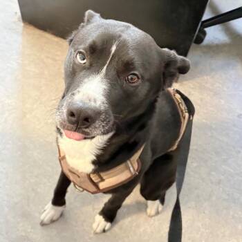 Mixed Breed Dogs Available for Adoption in Philadelphia, Pennsylvania - Frosted Flake | PetCurious