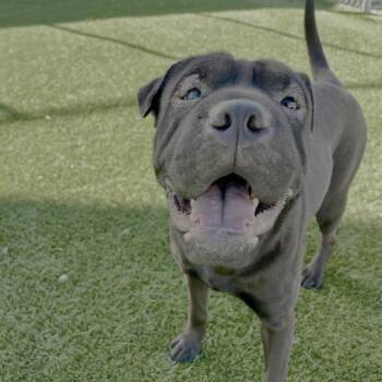 Rescue Shar Pei and Mixed Breed Dogs for Adoption in Chicago, Illinois - Marbles | PetCurious