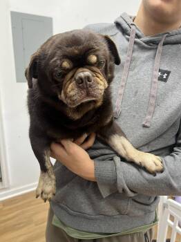 Rescue Pug Dogs for Adoption in Matthews, North Carolina - Polar | PetCurious