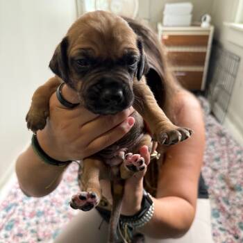 Rescue Mixed Breed Dogs for Adoption in Savannah, Georgia - Blonde | PetCurious