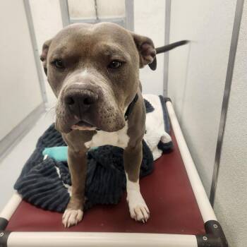 Rex -  Pit Bull Terrier Dog for Adoption in Driggs, Idaho - Rex | PetCurious