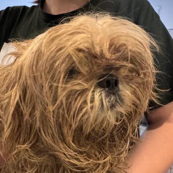 Cowlick -  Shih Tzu Dog Available for Adoption in San Antonio, Texas - Cowlick | PetCurious