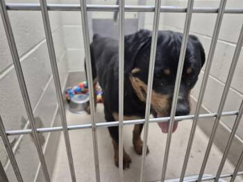 Rottweiler Dogs Available for Adoption in Decatur, Illinois - QUEEN B | PetCurious