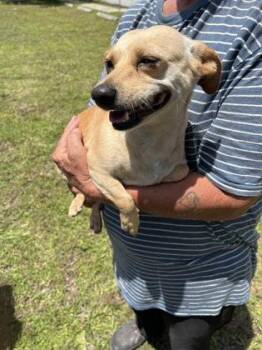 Sandra Lee -  Chihuahua and Mixed Breed Dog for Adoption in Gainesville, Florida - Sandra Lee | PetCurious