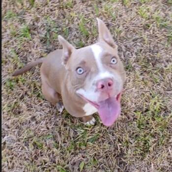 Rescue Bulldog Dogs for Adoption in Seguin, Texas - Pugsley | PetCurious