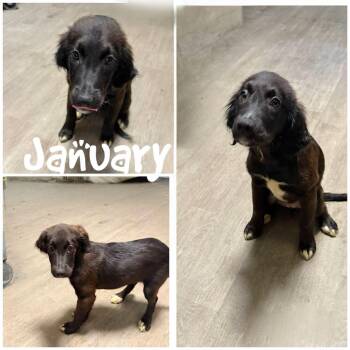 January -  Brittany Spaniel Dog for Adoption in Saint James, Missouri - January | PetCurious