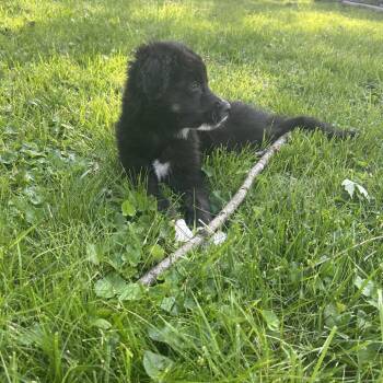 Great Pyrenees and Poodle Dogs Available for Adoption in La Grange, Kentucky - Scottie | PetCurious