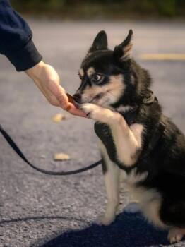 Rescue Pomsky Dogs for Adoption in Laval, Quebec - Lexie | PetCurious