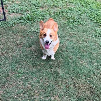 Crockett -  Pembroke Welsh Corgi and Corgi Dog for Adoption in Winter, Wisconsin - Crockett | PetCurious