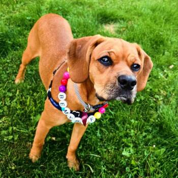 Rescue Mixed Breed Dogs for Adoption in Penfield, New York - Maelin | PetCurious