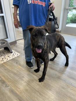 Plott Hound Dogs Available for Adoption in Benbrook, Texas - Brownie #2938 | PetCurious