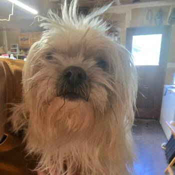 Shih Tzu and Mixed Breed Dogs Available for Adoption in Klamath Falls, Oregon - Buttercup | PetCurious
