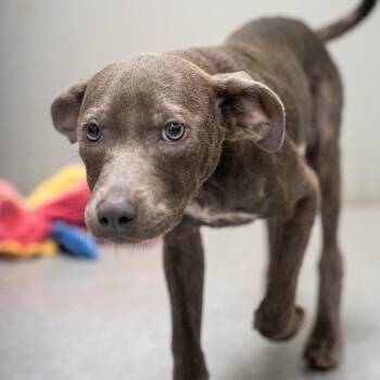 Destin -  Rat Terrier and Mixed Breed Dog for Adoption in Pawling, New York - Destin | PetCurious