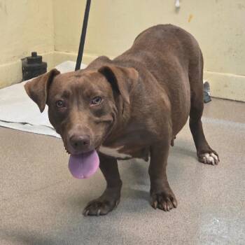 Dachshund and Pit Bull Terrier Dogs Available for Adoption - Foxy | PetCurious