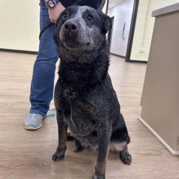 Australian Cattle Dog Blue Heeler Dogs Available for Adoption - Queen Beans | PetCurious