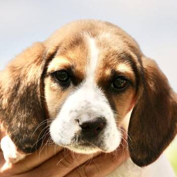 Beagle and Treeing Walker Coonhound Dogs Available for Adoption in Frederick, Maryland - Ube-Available! Www.LHAR.dog To Apply! | PetCurious