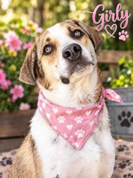 Girly -  Beagle and Border Collie Dog for Adoption in Orange, California - Girly | PetCurious
