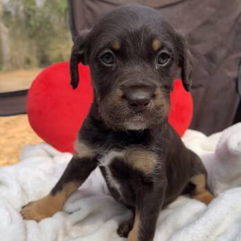 Poodle Dogs Available for Adoption - Mocha | PetCurious