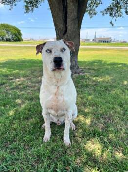 Hansel -  Bull Terrier Dog for Adoption in Cleburne, Texas - Hansel | PetCurious