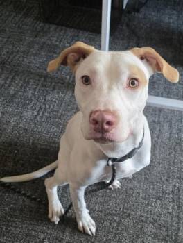 Steve -  Mixed Breed Dog for Adoption in West Chester, Pennsylvania - Steve | PetCurious